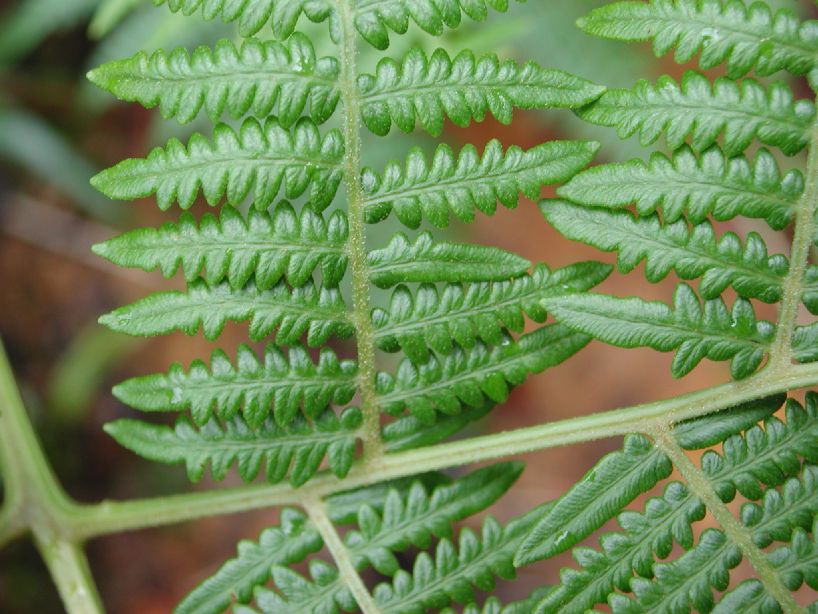 Dennstaedtiaceae Pteridium pseudocaudatum
